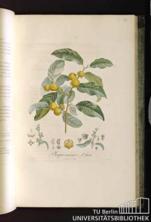 Pl. LXI. Plaqueminier d'Italie.