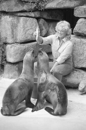 Mähnenrobben aua Uruguay im Karlsruher Zoo
