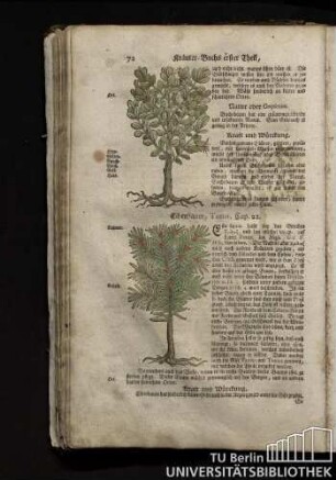 Cap. 22. Eibenbaum, Taxus.