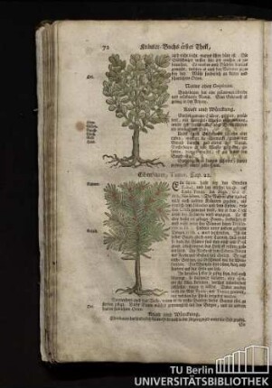 Cap. 22. Eibenbaum, Taxus.