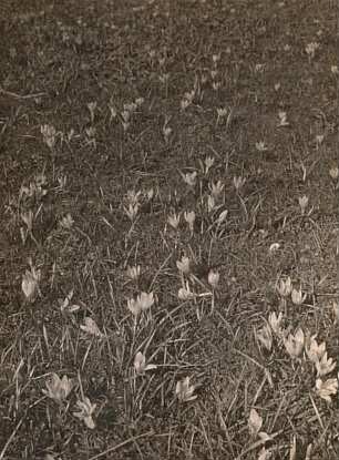 Violette Krokusse (Crocus neapolitanus) auf einer Wiese