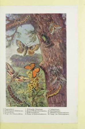 [Insekten]