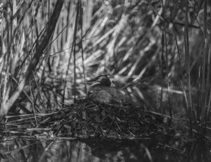 Haubentaucher : Haubentaucher (Podiceps cristatus Linnaeus) beim Brüten.