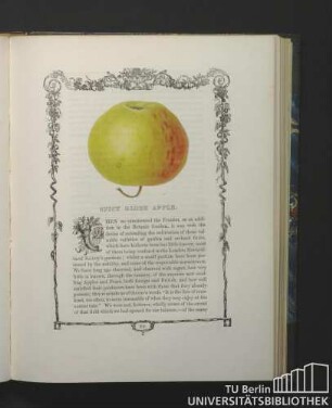 Spicy Globe Apple.