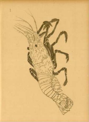 AHF [Langouste]