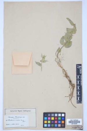 Vincetoxicum canescens canescens (Willd.) K. Schum.