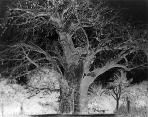 Baobab