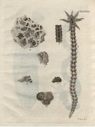 Tab. XXXVII.