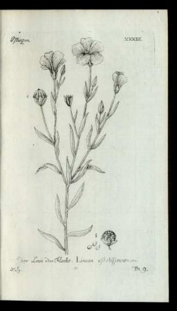 No 9. der Lein oder Flachs. Linum usitatissimum.