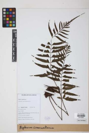 Asplenium cromwellianum Rosenst.