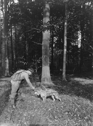Jagdhund apportiert einen Hasen