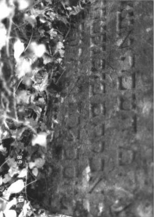 Grabstein 229 (Index: 99799967) Material: Sandstein Zustand: verwittert, eingesunken, teilw. Textverlust Maße HxBxT: 77x61x9 cm Beschreibung: Stele, eingezogener Stelzbogenabschluß: Grabstein 229 (Detailaufnahme 1)