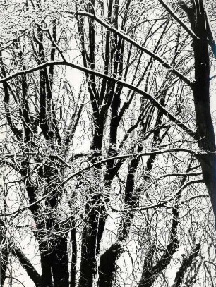 Winter im Wald