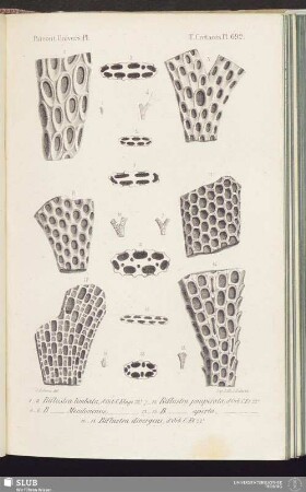 T. Crétacés, Pl. 692