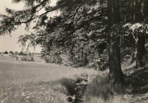 Zinnwald. Aschergraben am Waldrand