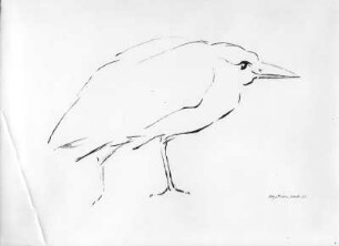 Vogel (Rabe ?) : Vogel (Rabe ?). Kohlezeichnung (1963; E. Richter). Dresden-Striesen, Borsbergstraße 11, Atelier der Künstlerin