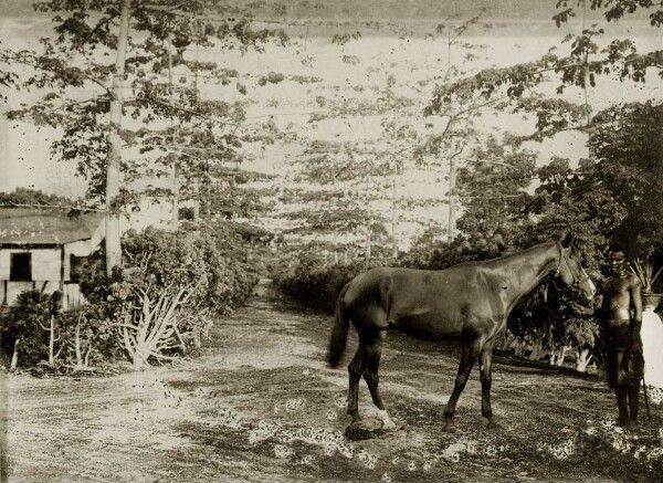 "Garçon à cheval du nord du Nouveau-Mecklembourg"