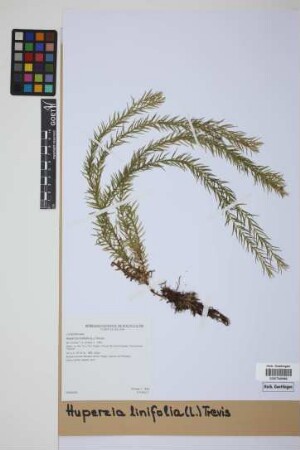 Phlegmariurus linifolius (L.) comb. ined.