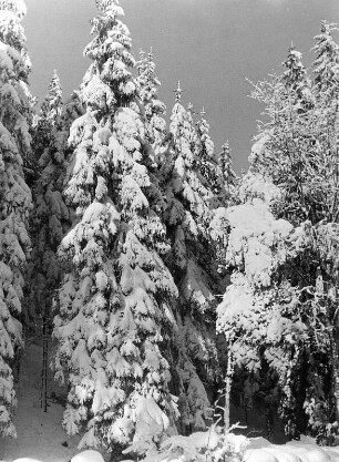 Winterwald