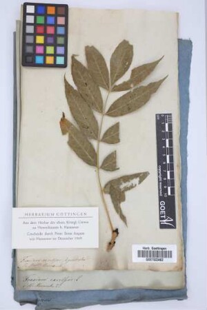 Fraxinus excelsior L.