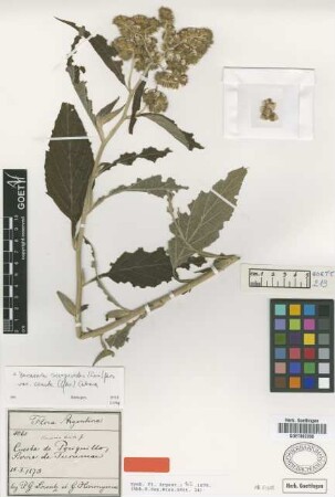 Vernonia cincta Griseb. [type]