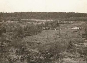 Ostsächsisches Tiefland. Neudorfer Moor (Flachmoor) bei Wittichenau. Alter Torfstich im Westen des Gebietes, begrenzt vom Kiefernhochwald