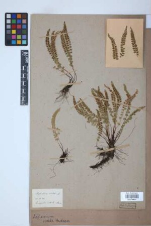 Asplenium viride Huds.