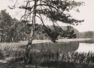 Berlin. Schilf bewachsenes Ufer am Grunewaldsee