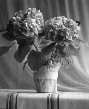Diverse Blumen und Blüten. Blumentopf mit Hortensie (wohl Ballhortensie)