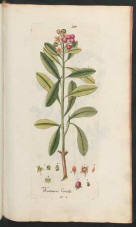 314. Winterana Canella