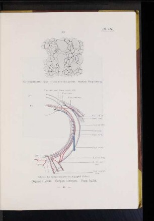 124 Schema des Gefäßverlaufes im Augapfel (Leber).