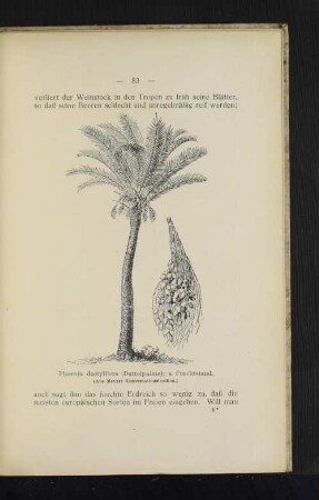 Phoenix dactylifera (Dattelpalme); a Fruchtstand.