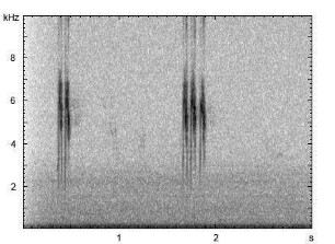 Bachstelze | Motacilla alba - Ruf