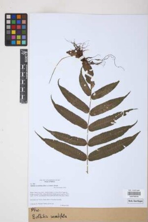 Bolbitis serratifolia (Mertens) Schott, 1834