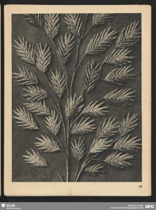 Uniola latifolia - Schwingelgras - Ährchen (21/2mal vergrößert)
