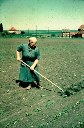 Zuckerrübenvereinzelung durch Ziehhacke