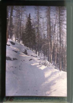 Waldweg bei Zuoz (Engadin)