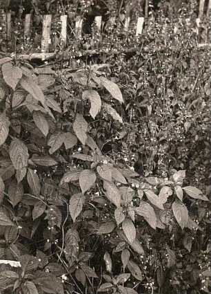 Kleines Springkraut (Impatiens parviflora)