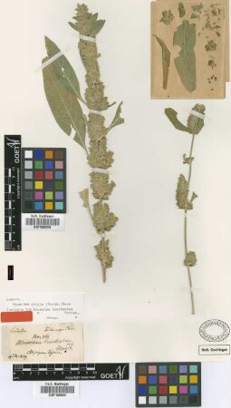 Monechma bracteatum Hochst. [isotype]