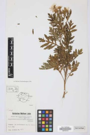 Argyranthemum broussonetii gomerensis Humphries