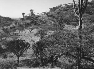 Spärliche Vegetation : Spärliche Baum- und Buschvegetation auf rund 2000m Höhe