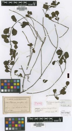 Phthirusa parvifolia (Sw.) not on sheet