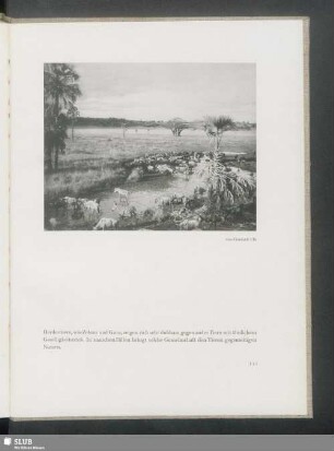 Gemeinschaften von Zebras und Gnus