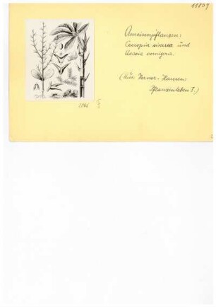 Ameisenpflanzen. Reproduktion aus: Anton Kerner von Marilaun, Adolph Hansen "Pflanzenleben 1. Gestalt und Leben der Pflanze", 1896