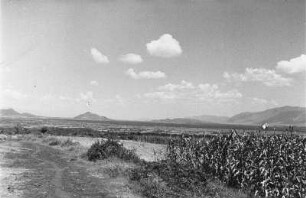 In der Ebene von Cobbo : Blick in eine ebene Savannenlandschaft mit Durrah-Feld