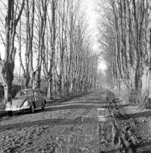 Allee mit Lindenbäumen: Straße nach Bargfeld-Stegen mit Straßenschäden: links VW-Käfer