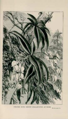 Greater moth orchid (Phalenopsis) at home