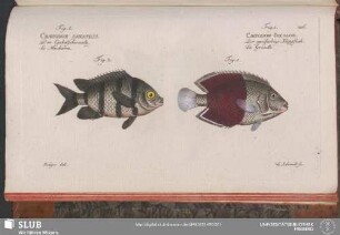 206. Fig. 1. Chaetodon Bicolor. Fig. 2. Chaetodon Saxatilis