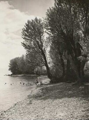 Bodensee. Uferlandschaft mit Weiden