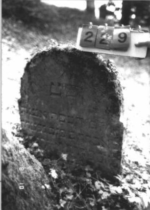 Grabstein 229 (Index: 99799967) Material: Sandstein Zustand: verwittert, eingesunken, teilw. Textverlust Maße HxBxT: 77x61x9 cm Beschreibung: Stele, eingezogener Stelzbogenabschluß: Grabstein 229